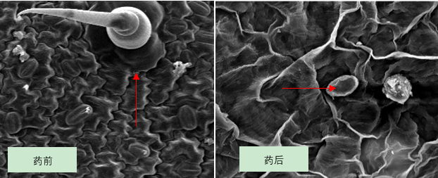 白粉病侵染釘掃描電子顯微鏡鏡檢數據