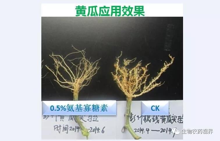 氨基寡糖素 - 植物的免疫衛(wèi)士，根結(jié)線蟲的克星